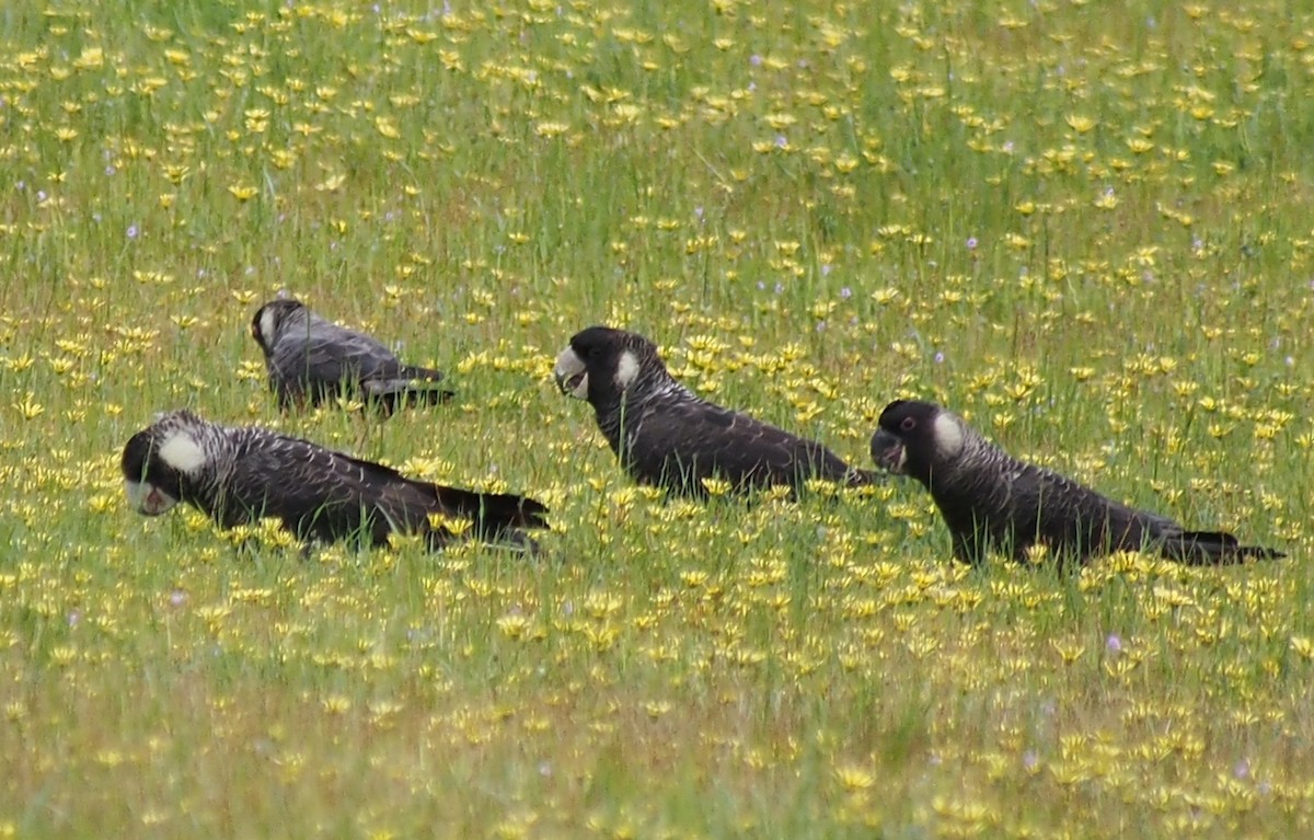 Baudin's Black-Cockatoo - ML644451770