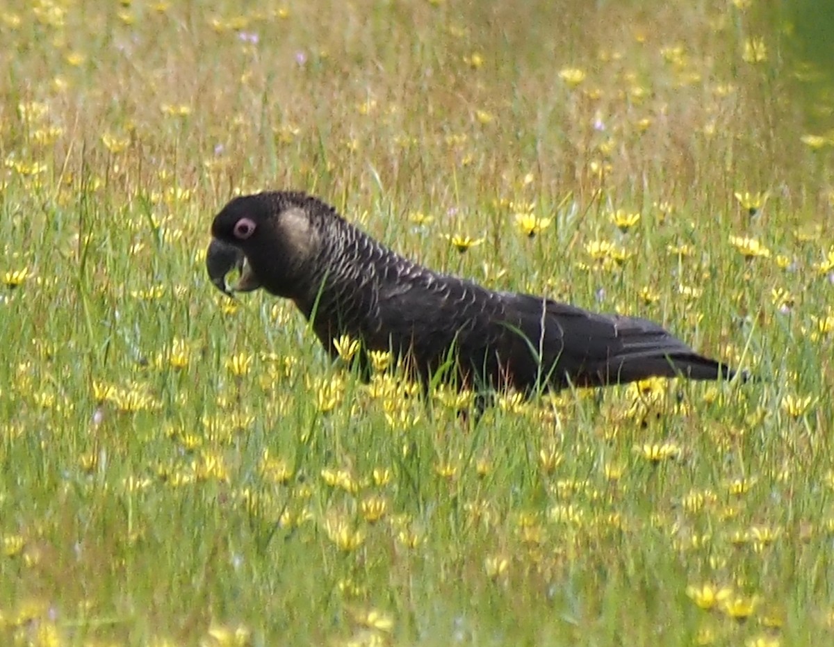 Baudin's Black-Cockatoo - ML644451771