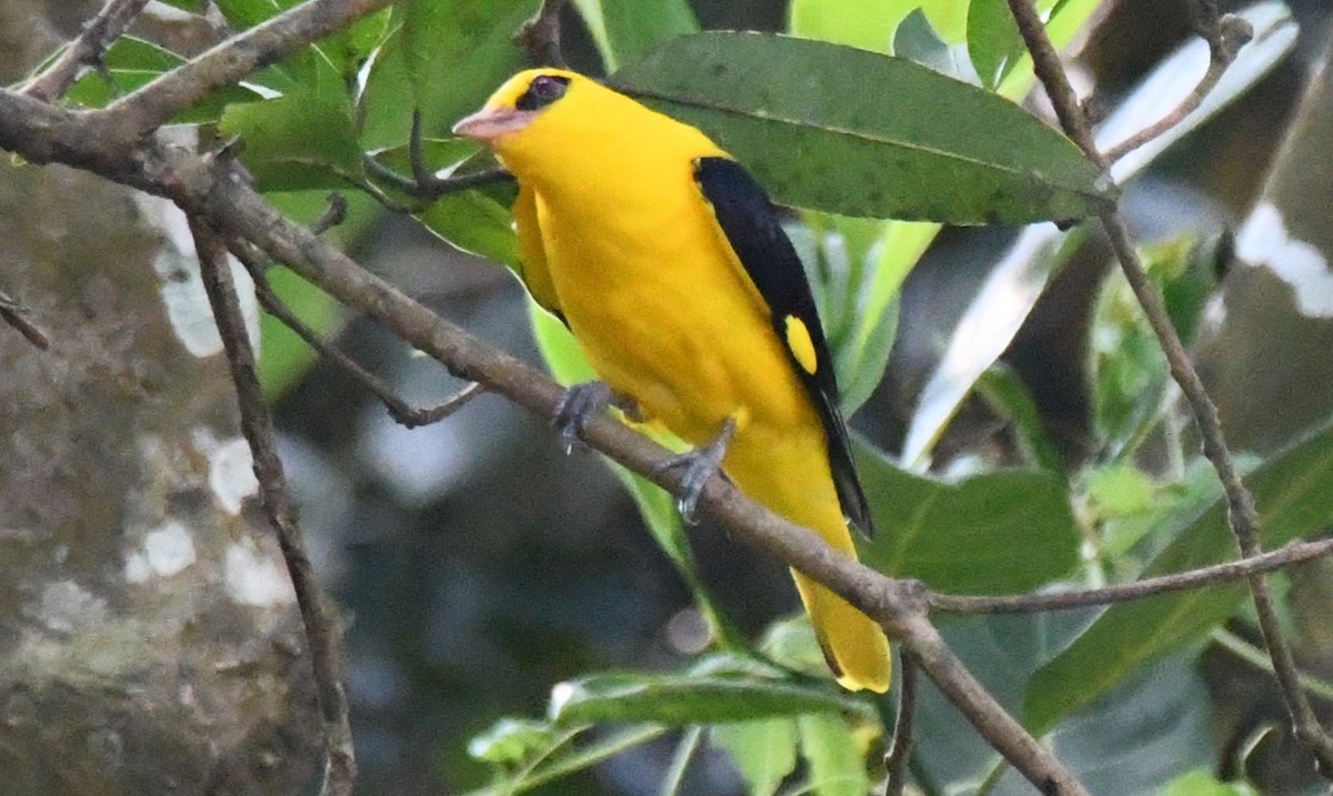 זהבן הודי - ML644451773