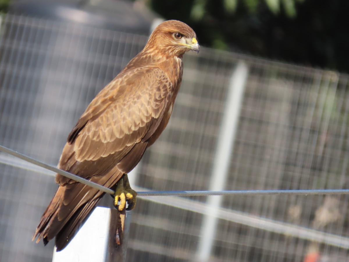 Common Buzzard (Western) - ML644451775