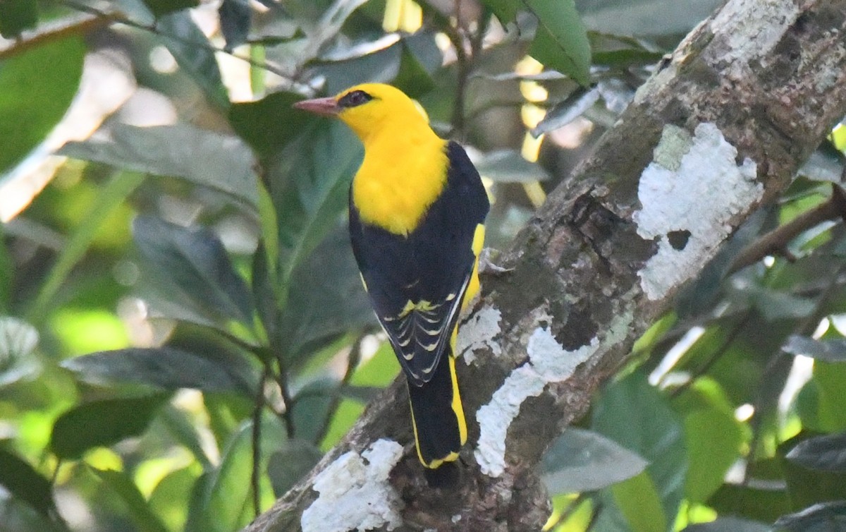 זהבן הודי - ML644451777