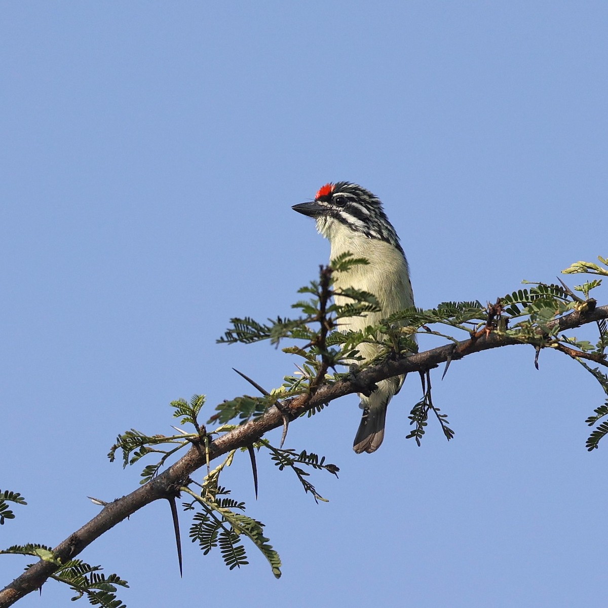 Northern Red-fronted Tinkerbird - ML644451783