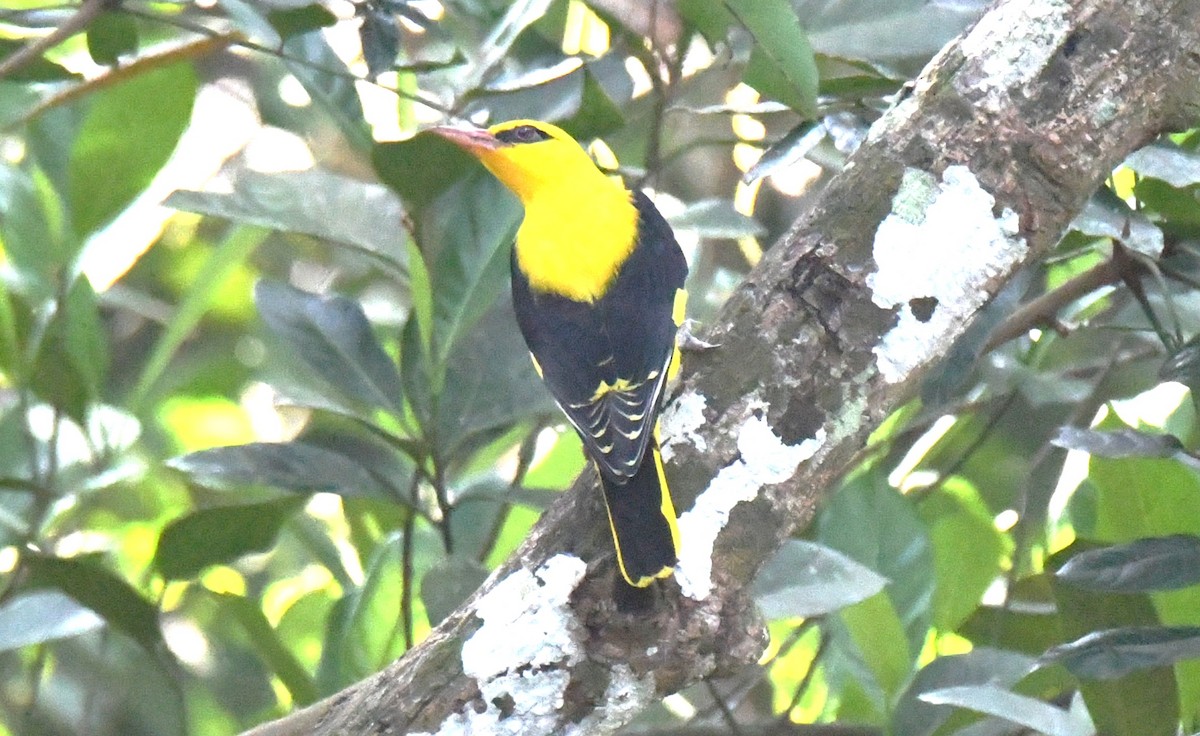 זהבן הודי - ML644451784