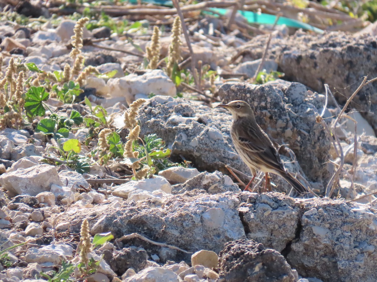 Water Pipit - ML644451788
