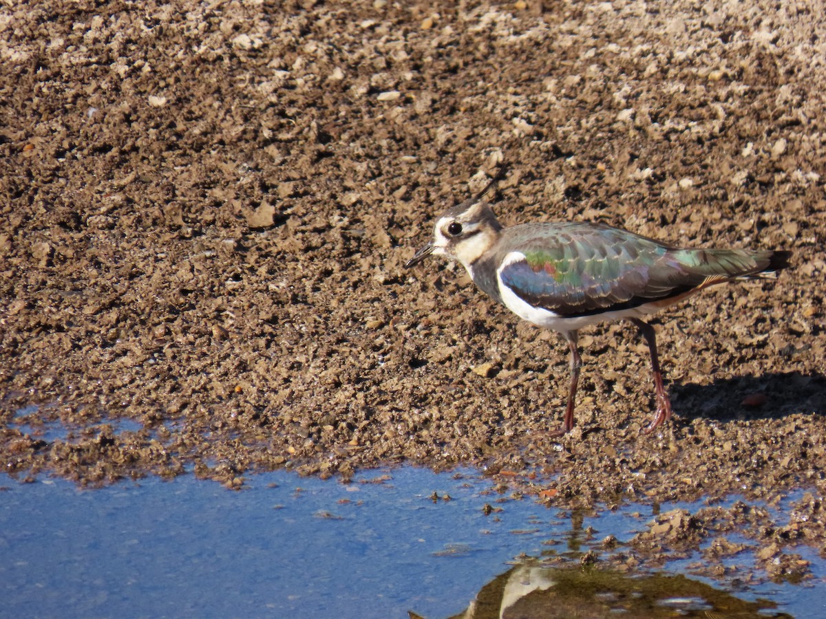 Northern Lapwing - ML644451792