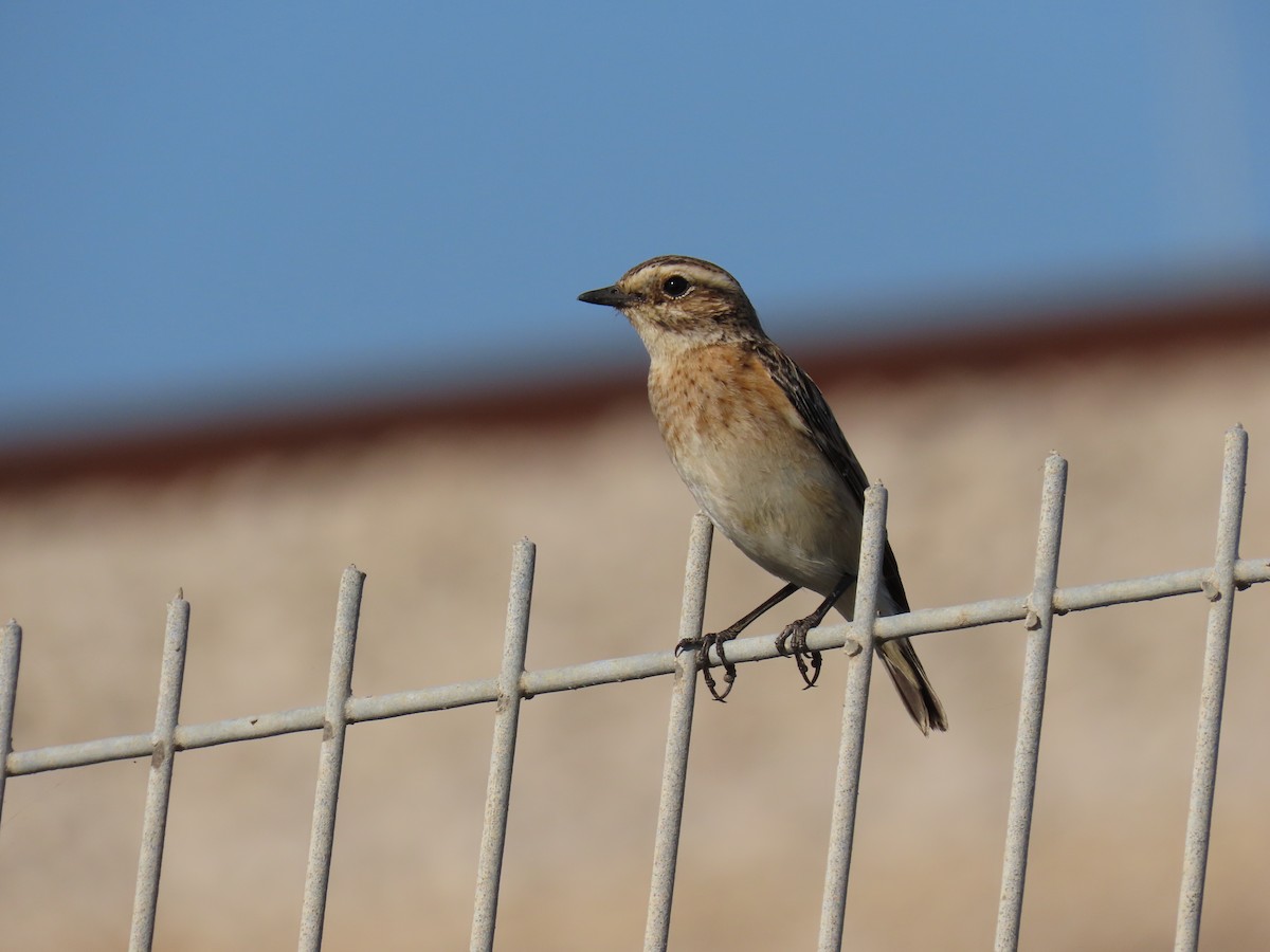 Whinchat - ML644451799