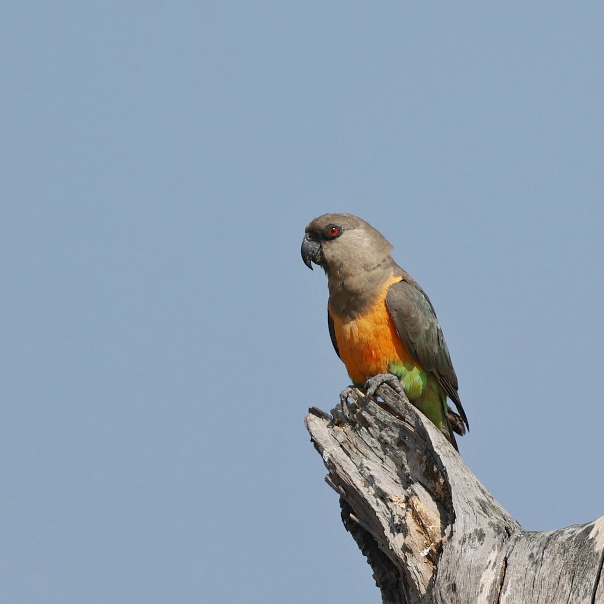 oransjebukpapegøye - ML644451800