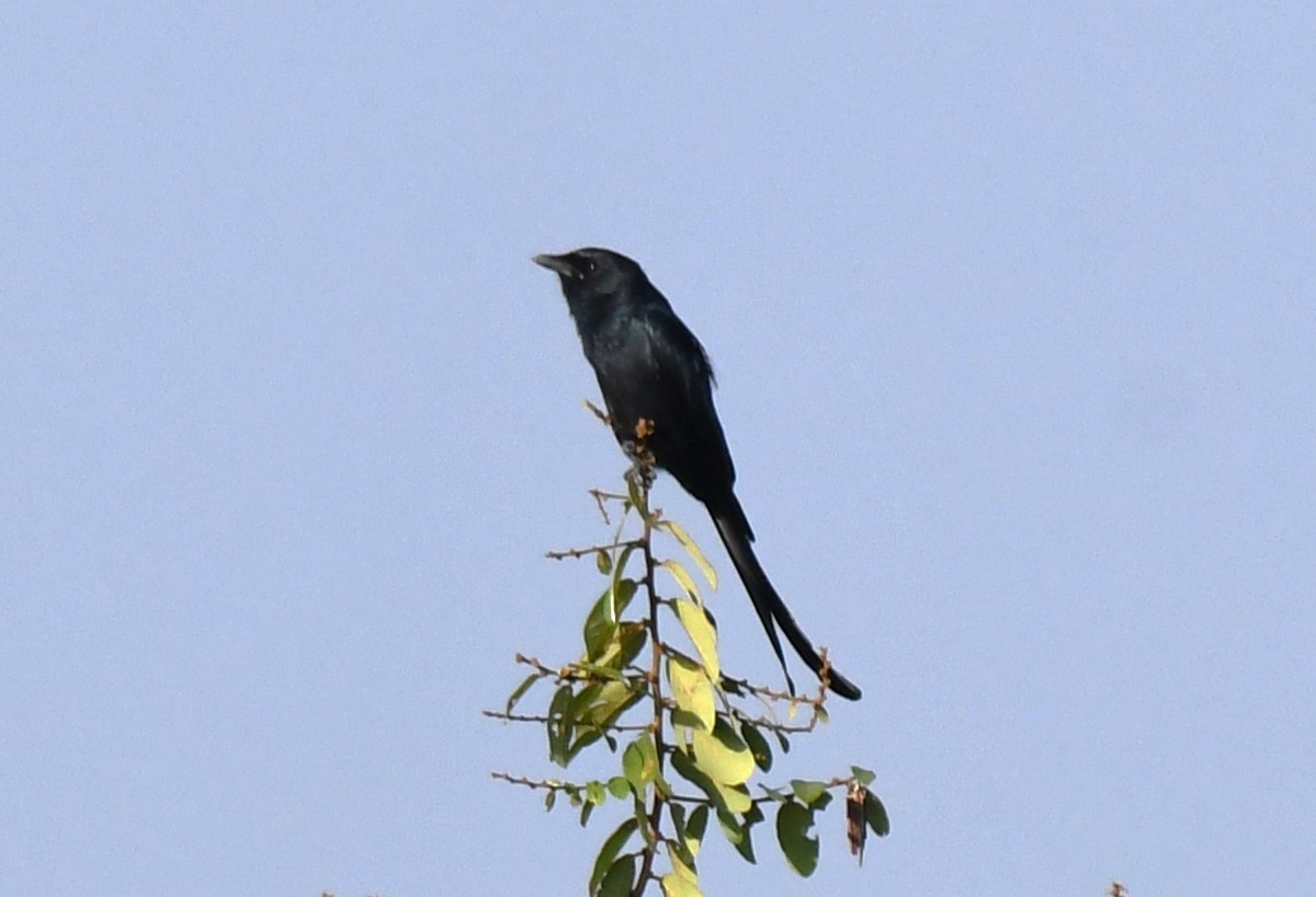 Black Drongo - ML644451803