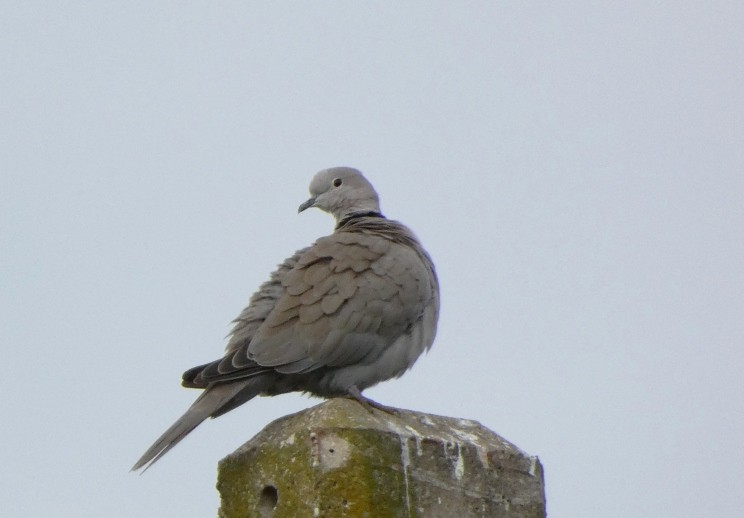 hrdlička zahradní - ML644451828