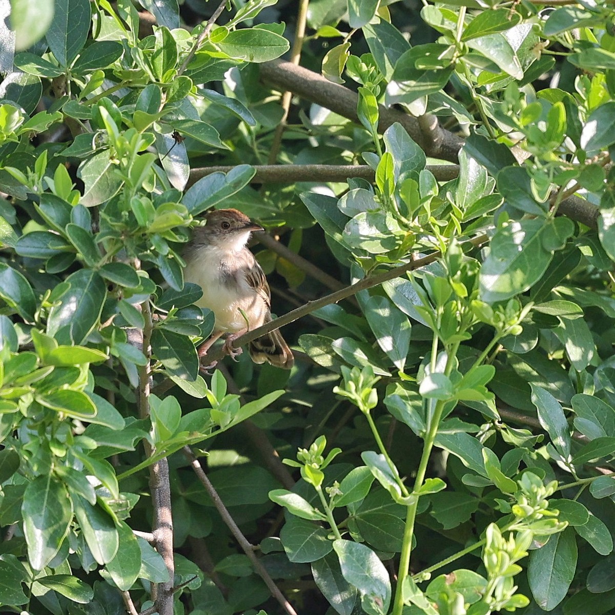 Rattling Cisticola - ML644451831