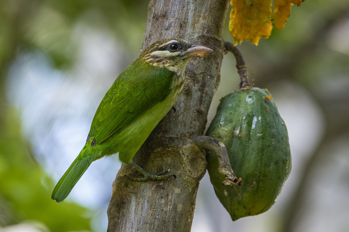 White-cheeked Barbet - ML644451832