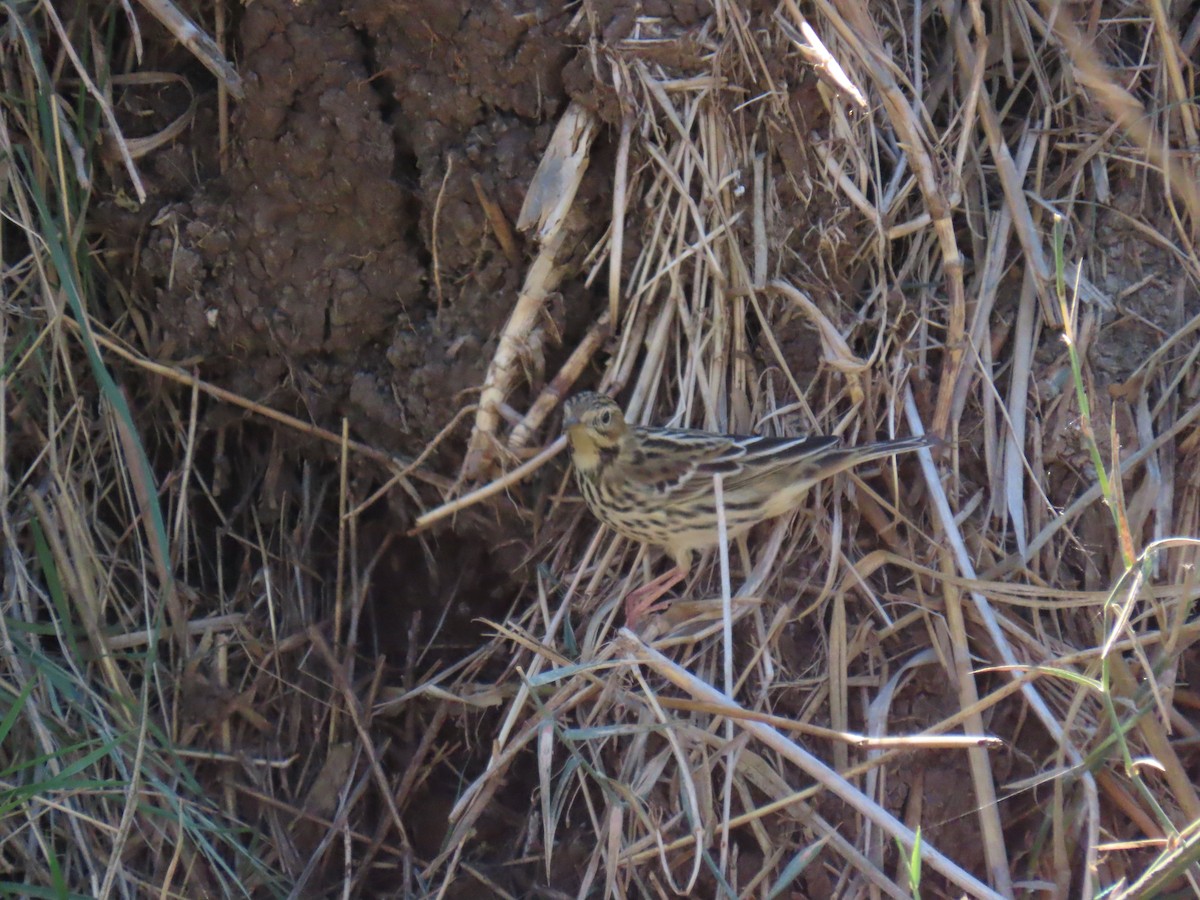 Red-throated Pipit - ML644451843