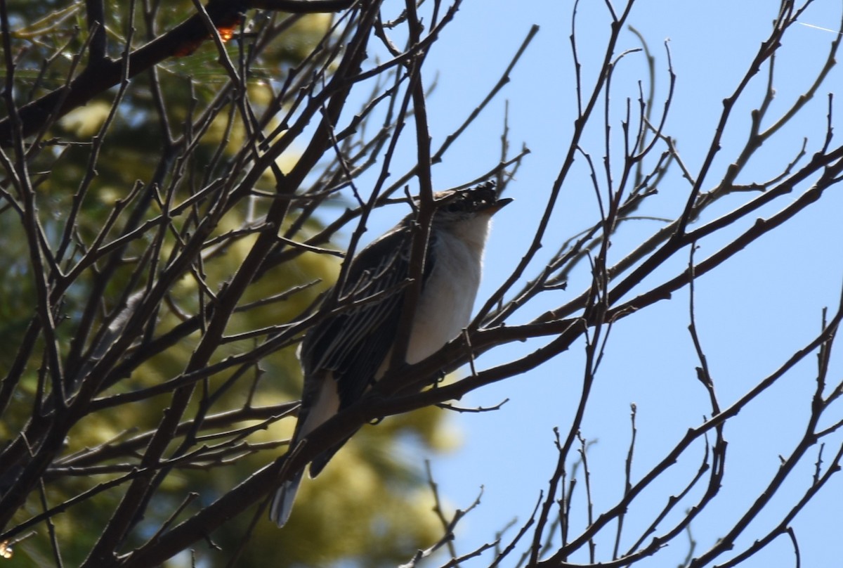 White-winged Triller - ML644451844