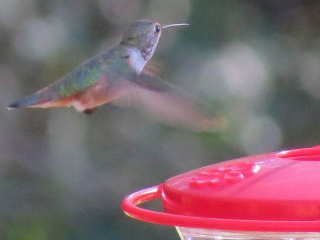 kalypta rezavolesklá/Allenova - ML644451846