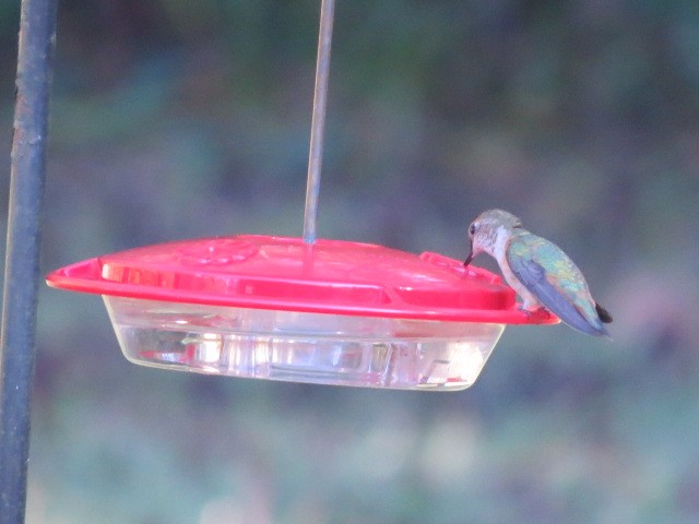 kalypta rezavolesklá/Allenova - ML644451847