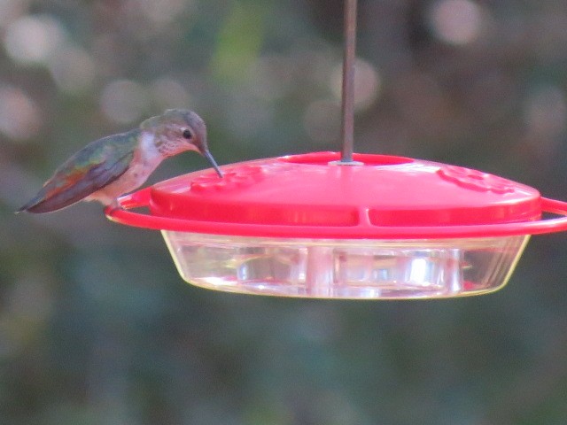 kalypta rezavolesklá/Allenova - ML644451848