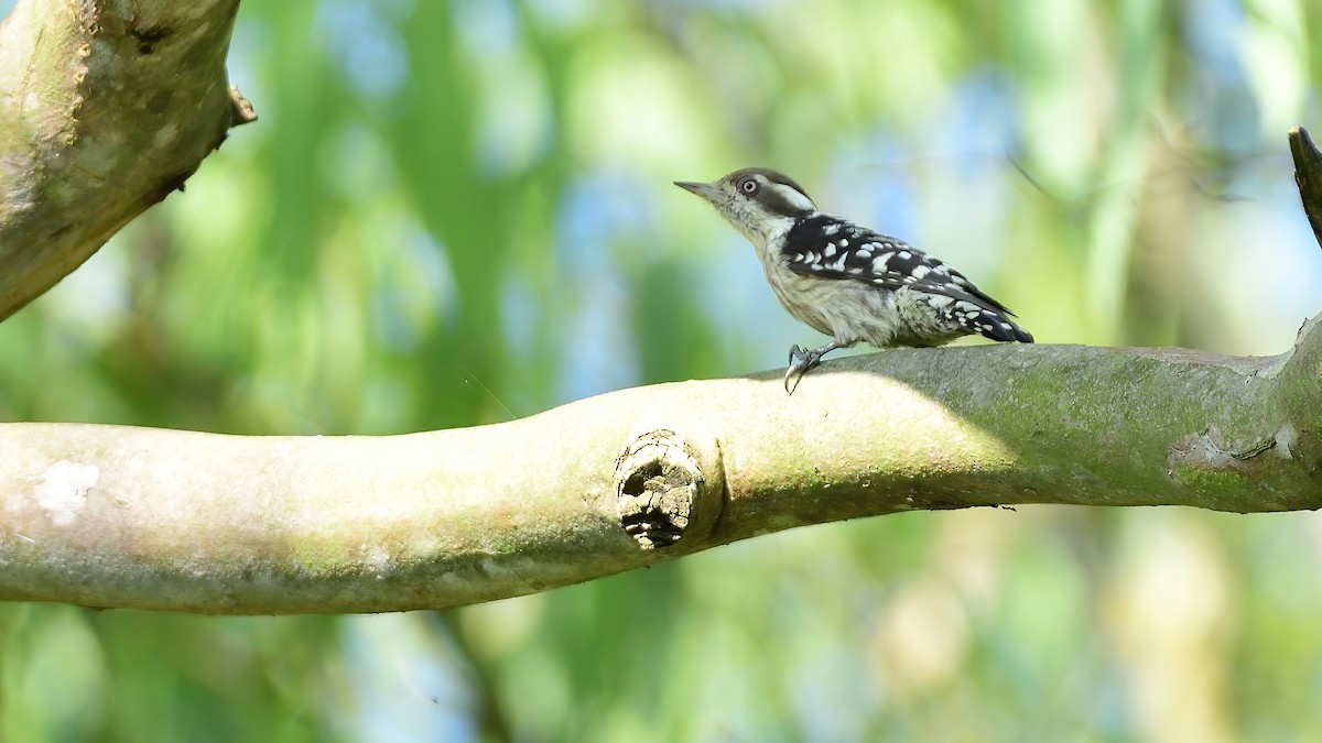 Brown-capped Pygmy Woodpecker - ML644451849