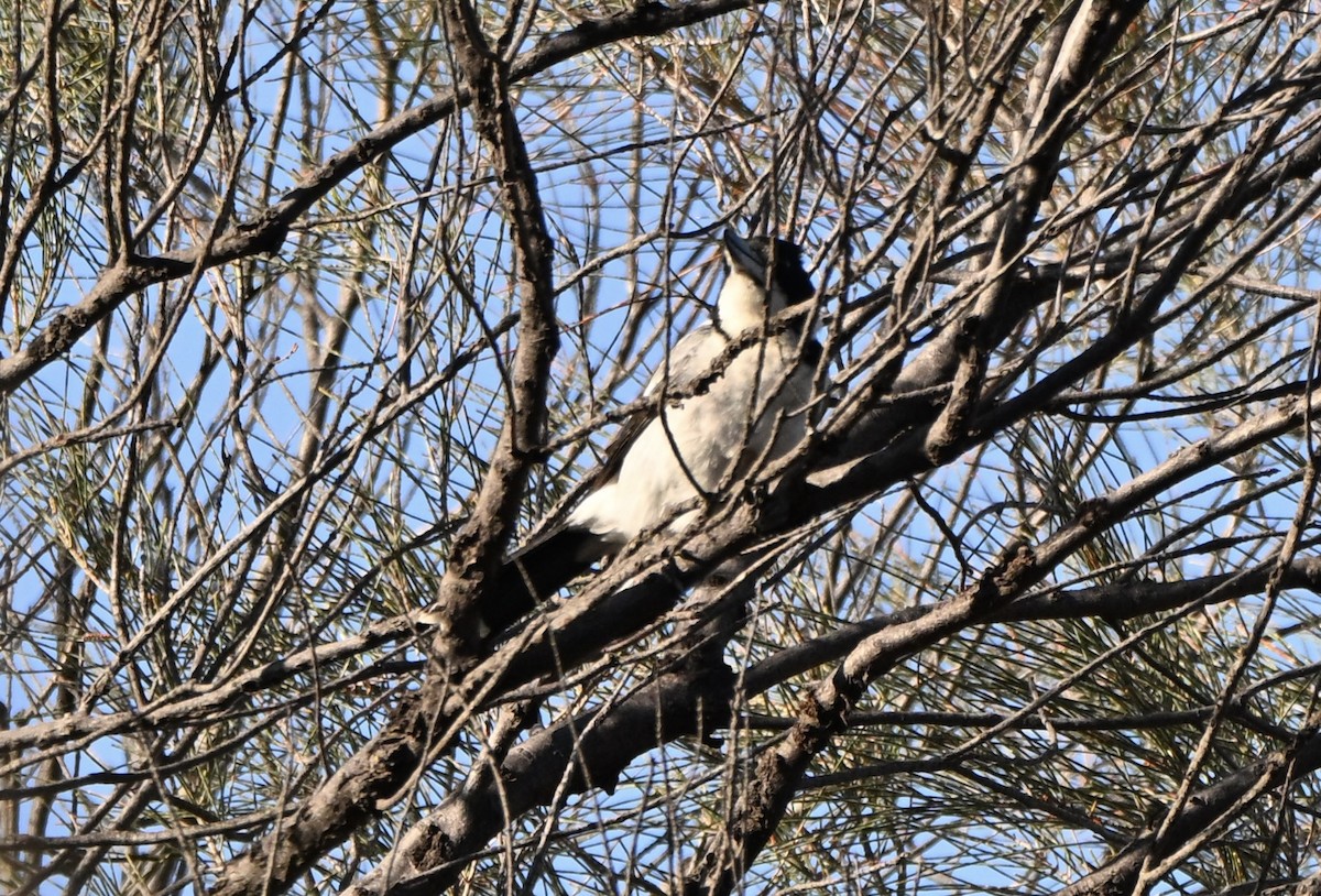 ハイイロモズガラス - ML644451854