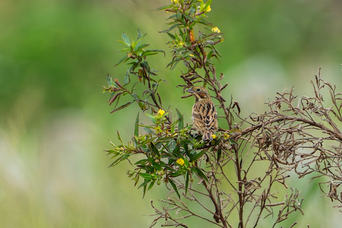 Шар нүдэн хөмрөг - ML644451858