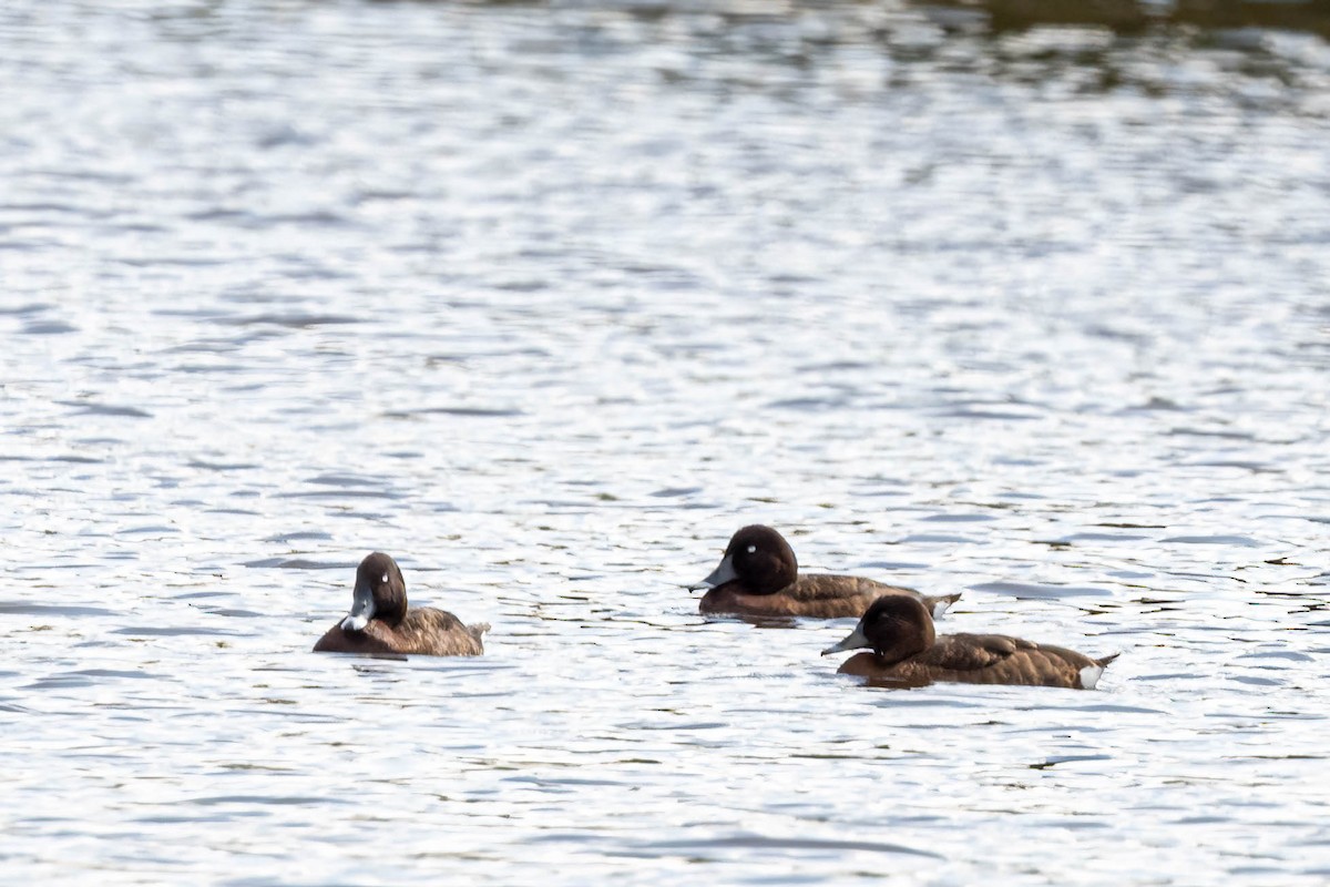 Hardhead - ML644451861