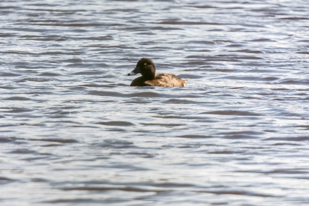 Hardhead - ML644451862