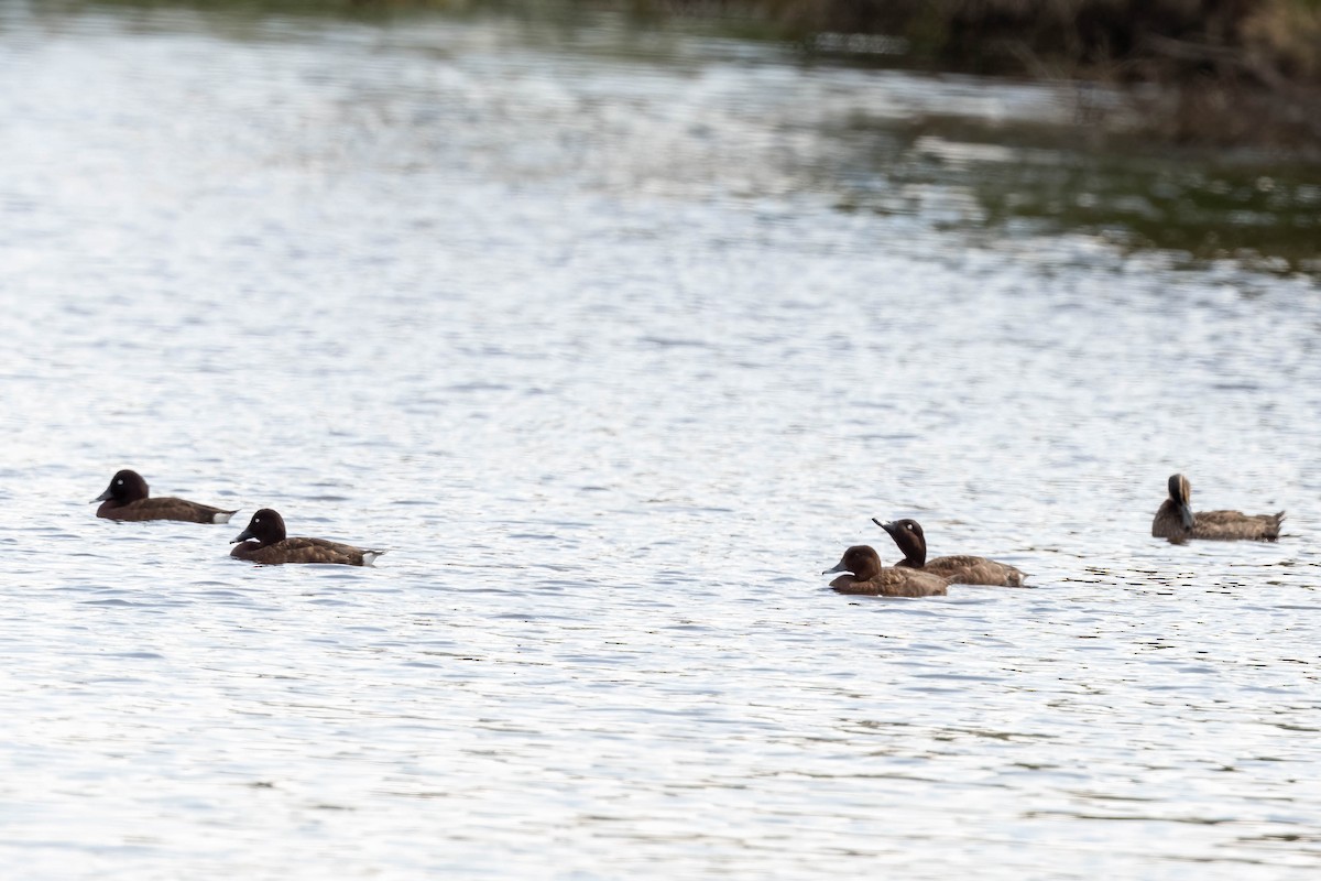 Hardhead - ML644451863