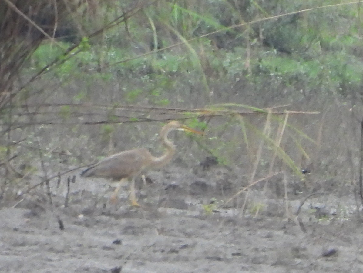 Рыжая цапля - ML644451868