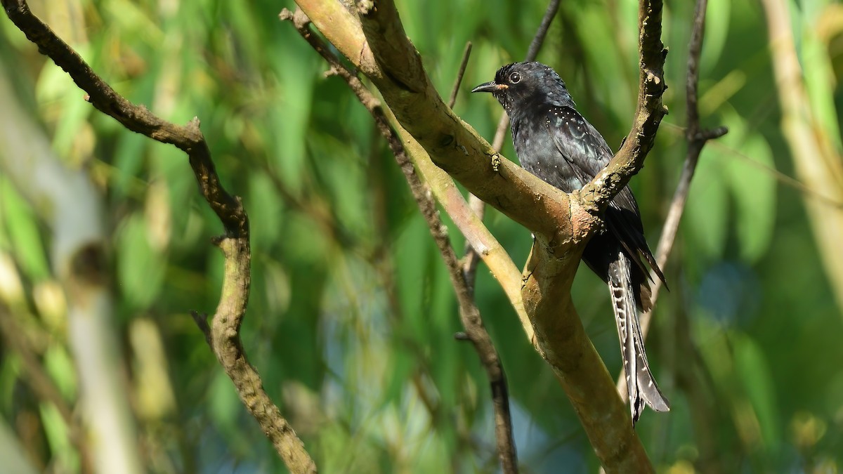 Fork-tailed Drongo-Cuckoo - ML644451869