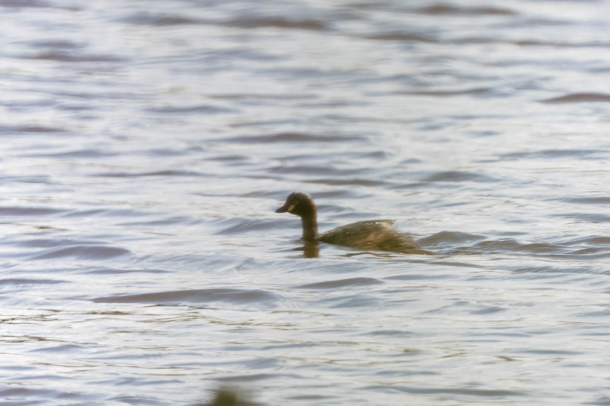 Australasian Grebe - ML644451870
