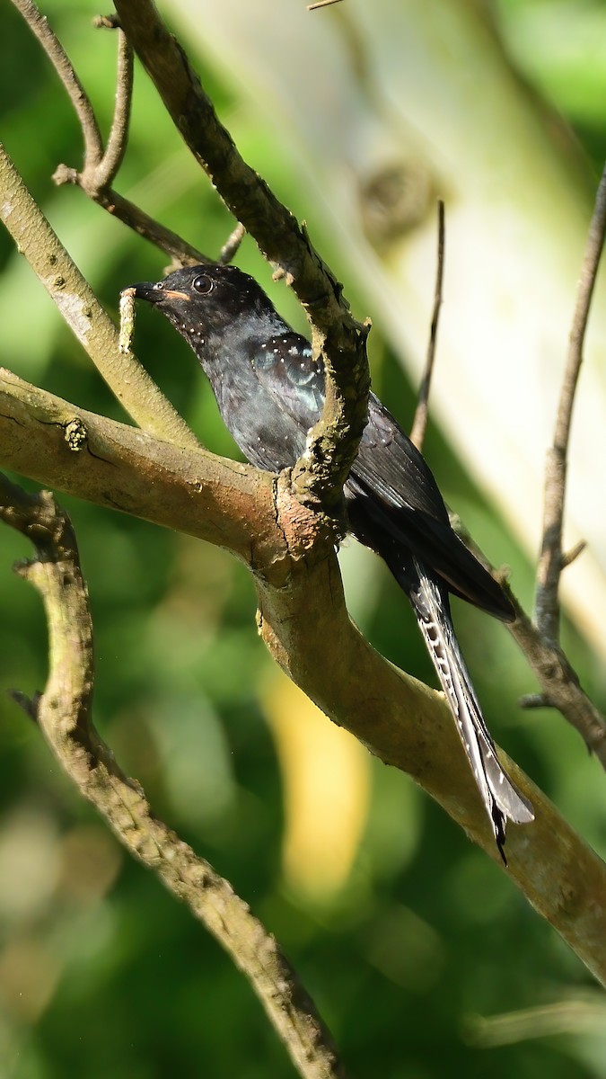 Fork-tailed Drongo-Cuckoo - ML644451873