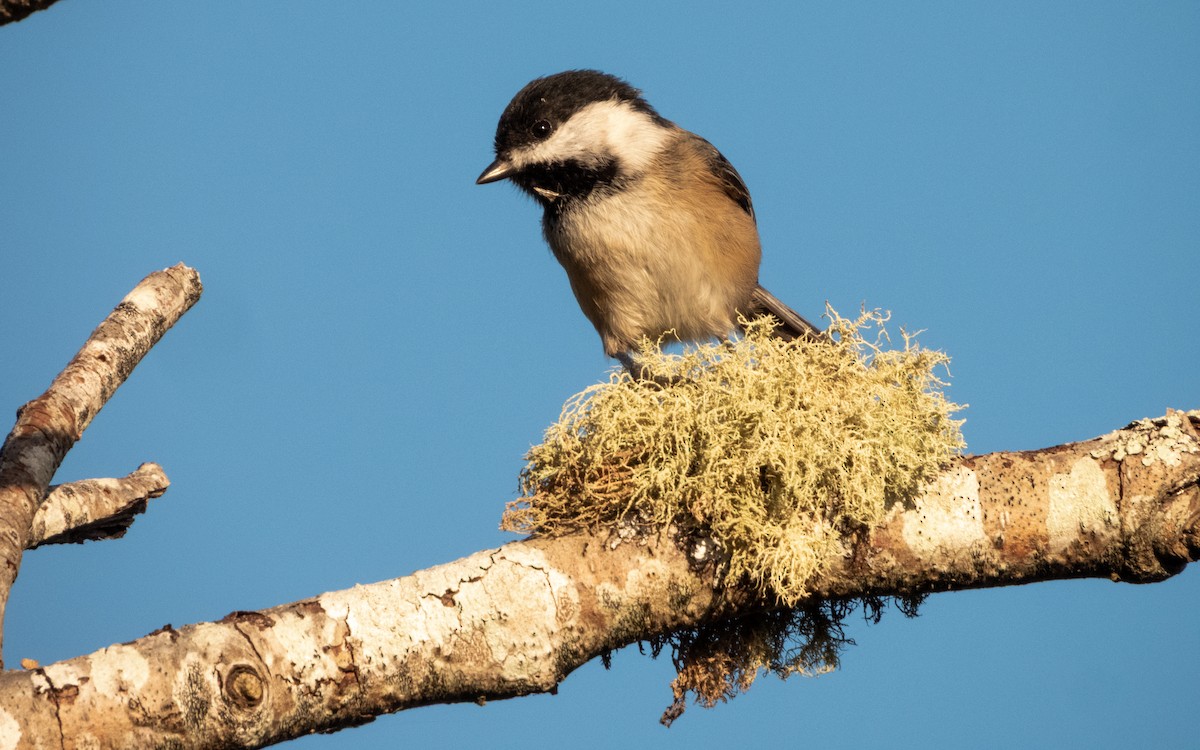 Black-capped Chickadee - ML644451874