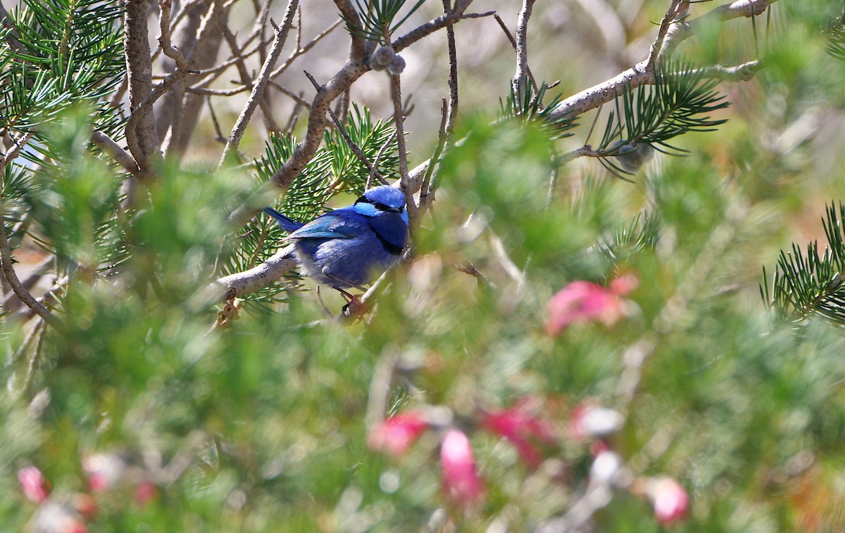Splendid Fairywren - ML644451876