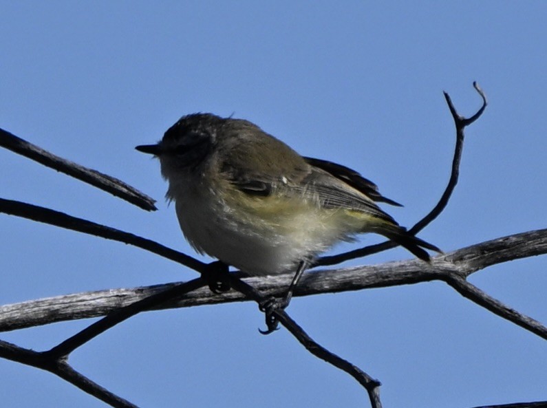 コモントゲハシムシクイ - ML644451878