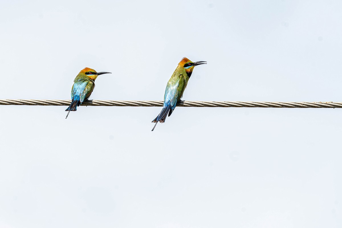 Радужная щурка - ML644451879