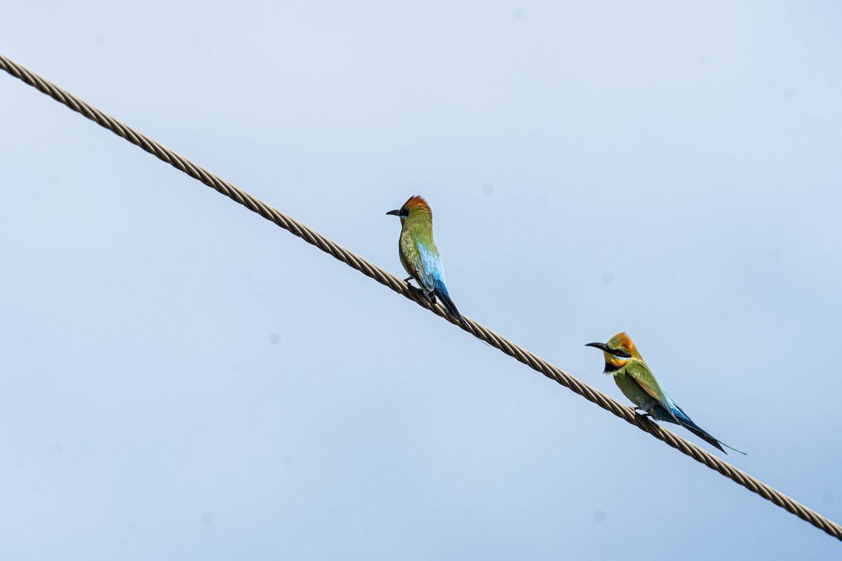 Радужная щурка - ML644451880