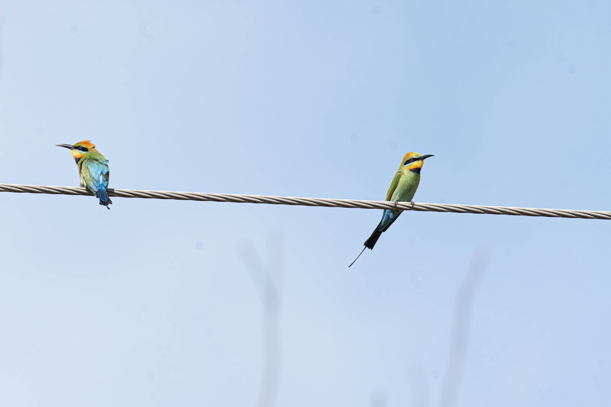 Радужная щурка - ML644451881