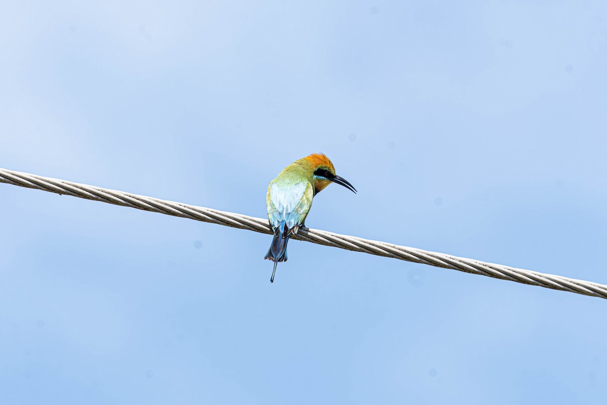 Радужная щурка - ML644451882