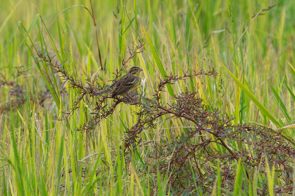 シマアオジ - ML644451887