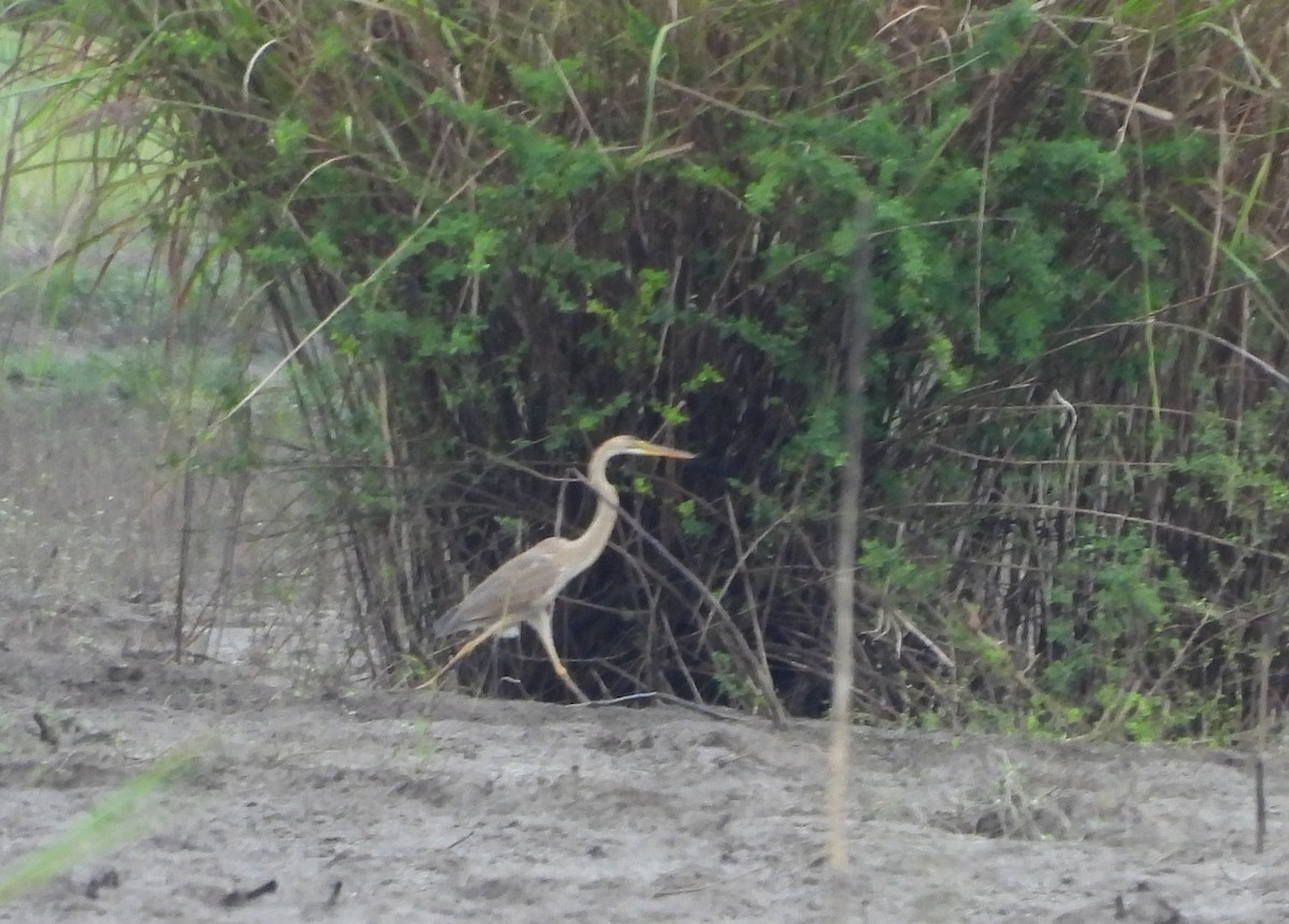 Рыжая цапля - ML644451901