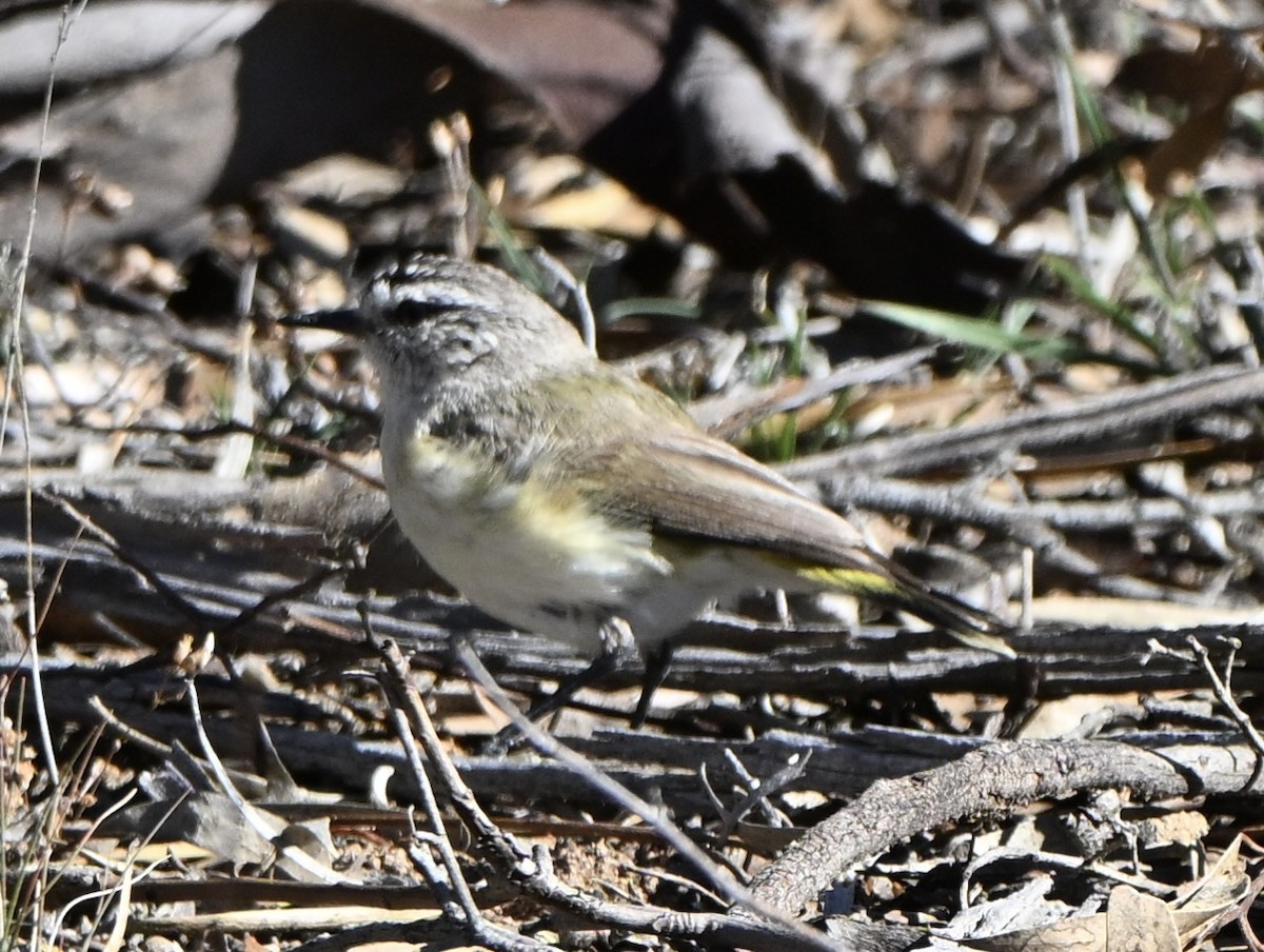 コモントゲハシムシクイ - ML644451903