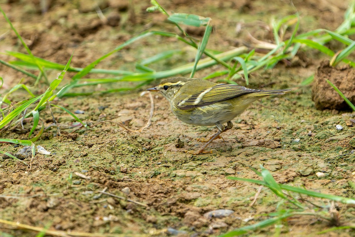 Claudia's Leaf Warbler - ML644451904