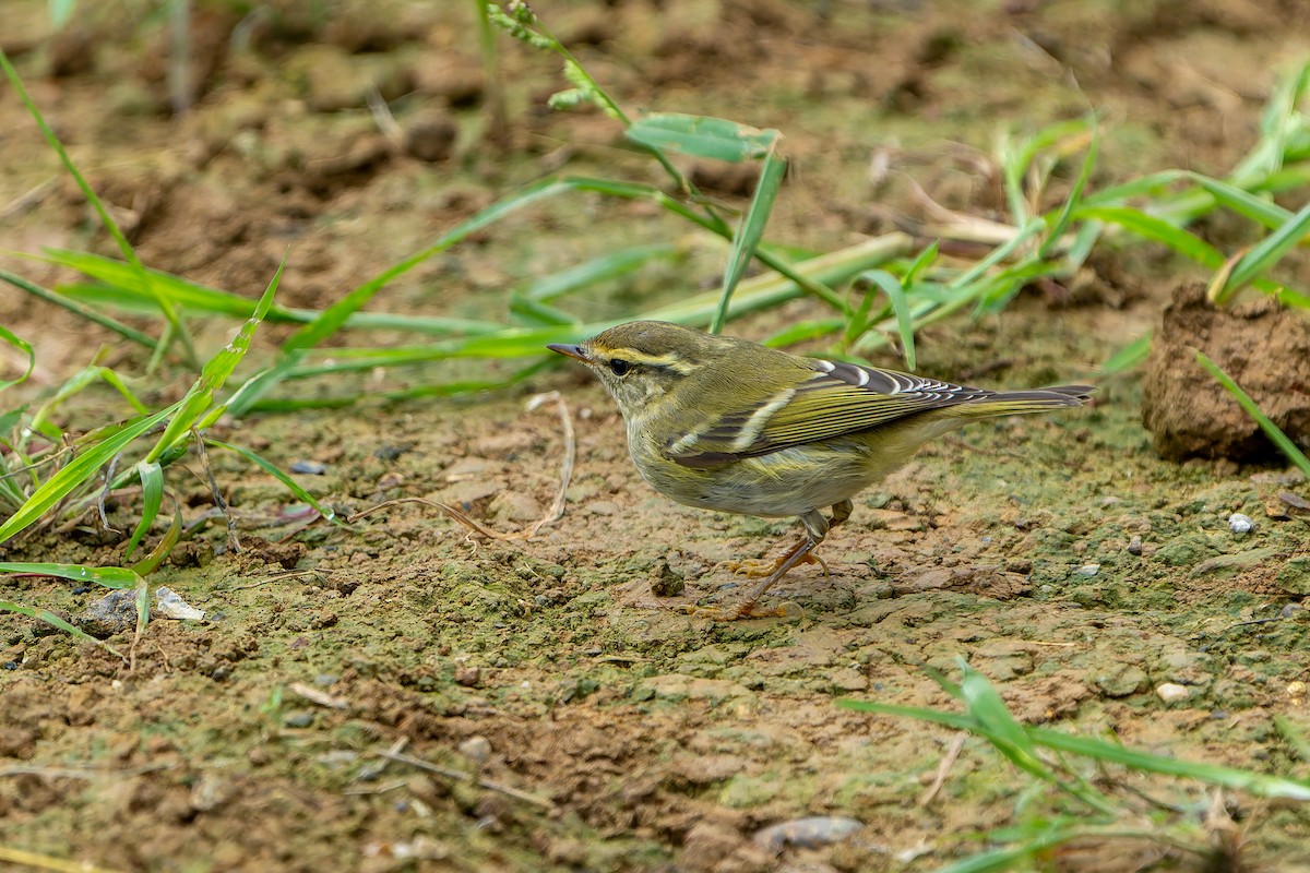 Claudia's Leaf Warbler - ML644451905