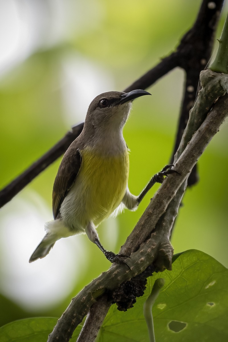 Purple-rumped Sunbird - ML644451906