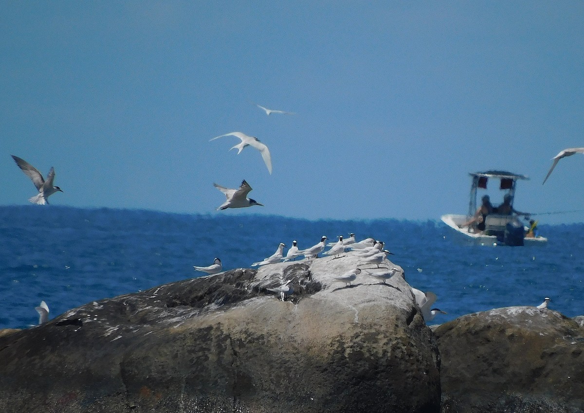 Крячок жовтодзьобий - ML644451944