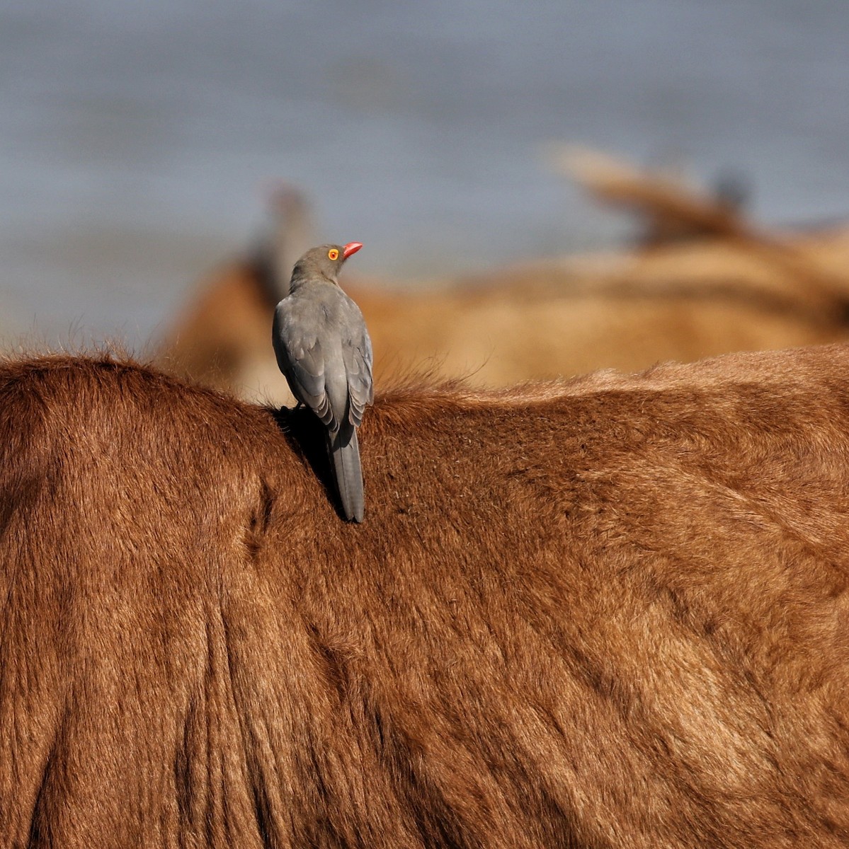 Red-billed Oxpecker - ML644451947
