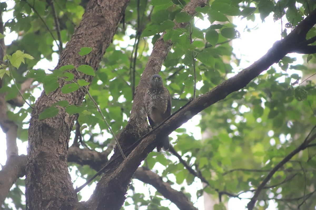 Fiji Goshawk - ML644451950