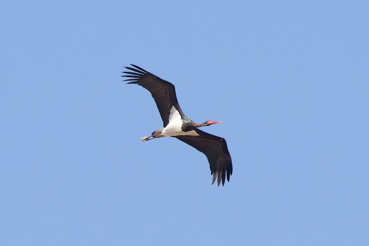 Black Stork - ML644451958