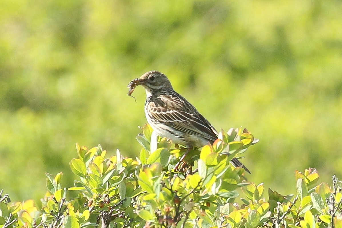 Meadow Pipit - ML644451961