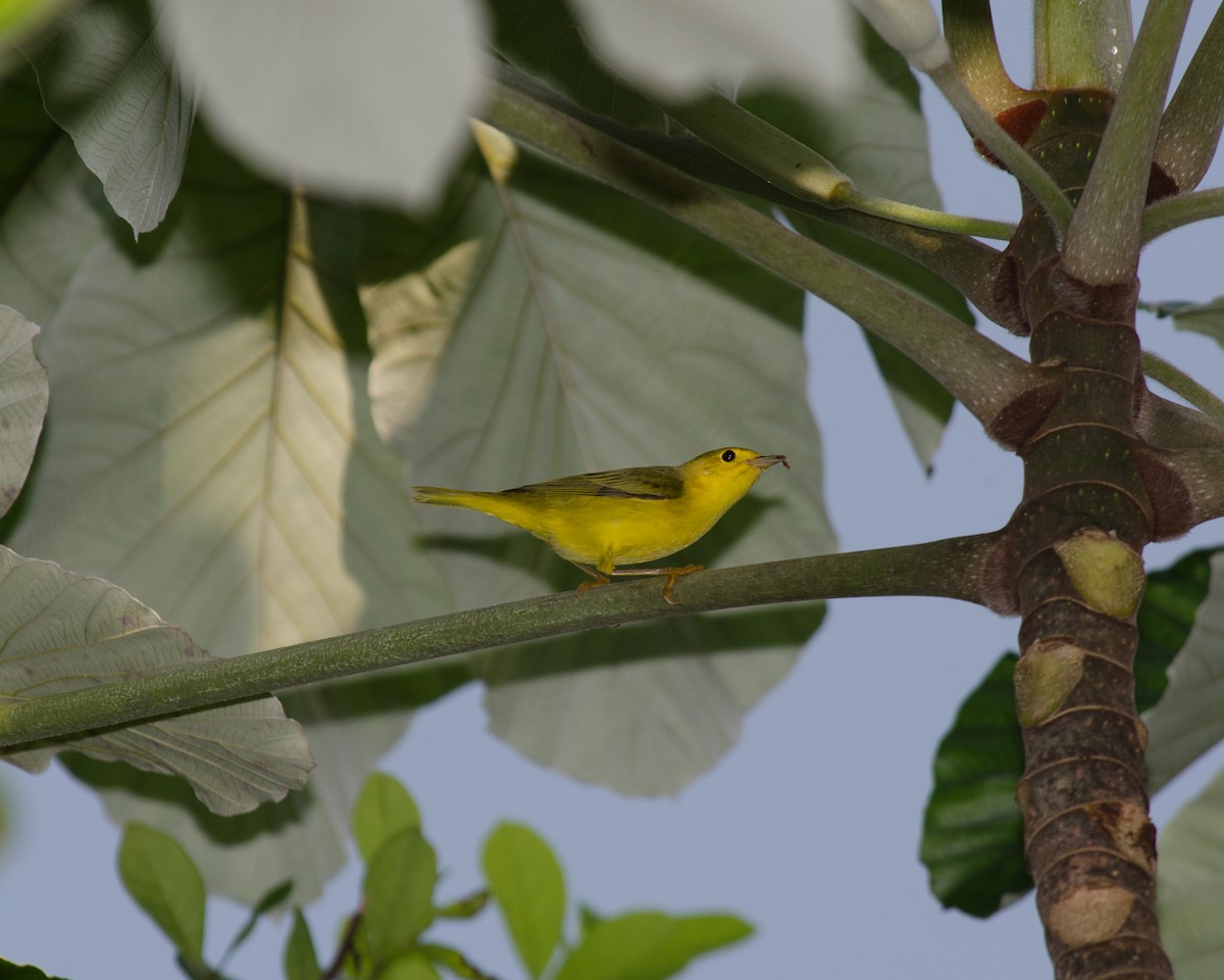 Пісняр-лісовик жовтий північний - ML644451965