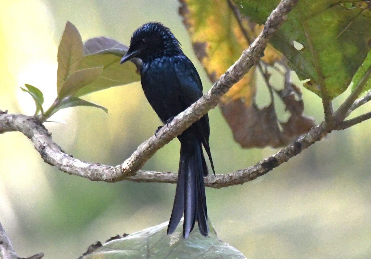 Bronzed Drongo - ML644451966